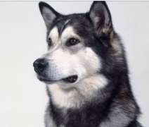 阿拉斯加犬患病有哪些征兆