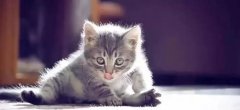 猫咪乱尿什么原因，又该怎么解决呢？