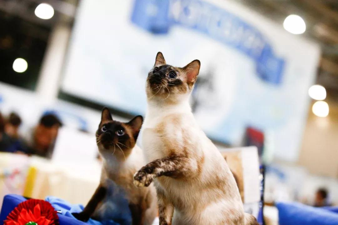 深圳宠物展