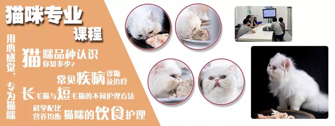 猫咪专业课程