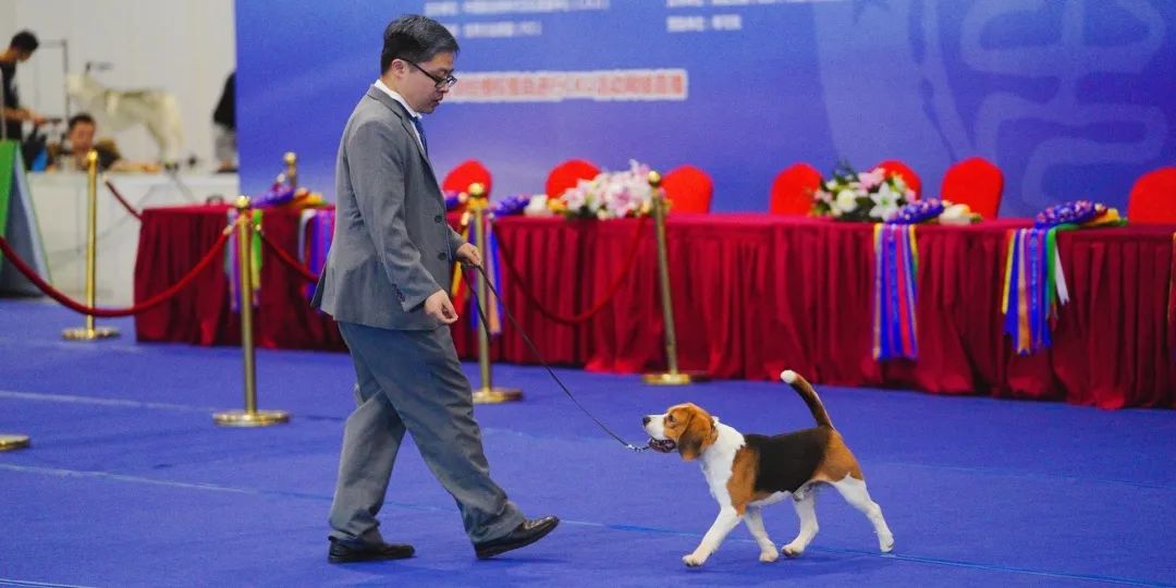 狗狗的哪些行为会让人误解？